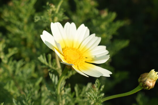Closeup on the beautiful white and yellow flower of a wild garland chrysantemum (Glebionis coronaria)  