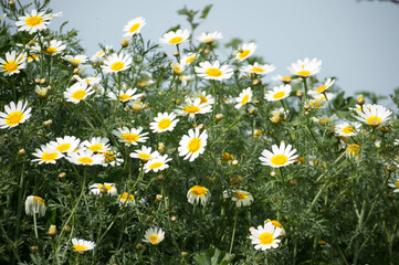 Campo de margaritas en primavera