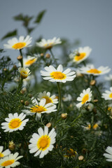 Campo de margaritas en primavera