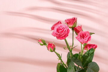 Bouquet of roses on pink background with shadows and light. Abstract floral backdrop. Fresh blooming flowers with leaves in Interior.