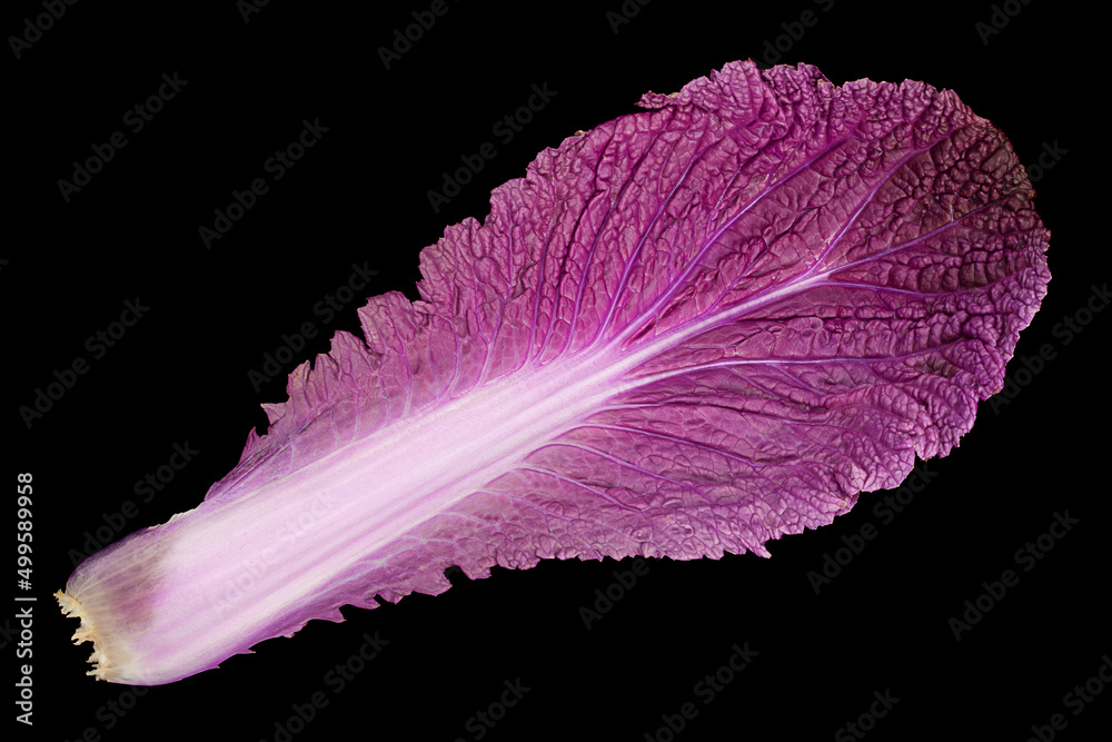 Wall mural Violet chinese cabbage on black