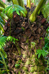 Sydney Australia, close-up of fern trunk with epiphytes and new growth