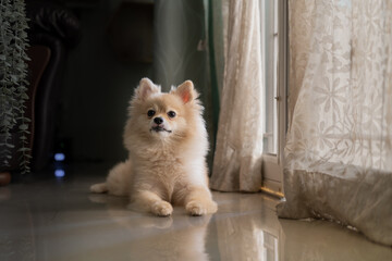 Pomeranian dog standing at the door and wants to go outside. A dog in front of a front door with a sad expression waiting for the arrival her owner to come home - Powered by Adobe