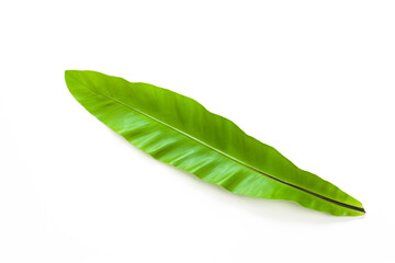 Beautiful Tropical leaf isolated on white background, Flat lay.