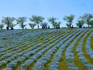 field of flowers
poppy flowers in the field
field of poppies
Nemophila
baby blue eyes
blue sky 
park 
tree 
green 
riverside 
maishima 
ネモフィラ
青空
空
緑
舞洲
