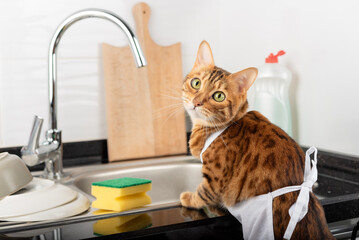 A ginger cat in an apron washes dishes with detergent in the kitchen.