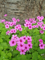 桜の木の根元に咲く芋酢漿草