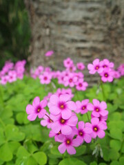 桜の木の根元に咲く芋酢漿草