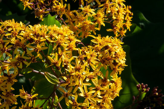 Sydney Australia, yellow flowers of a roldana petasitis or velvet groundsel shrub