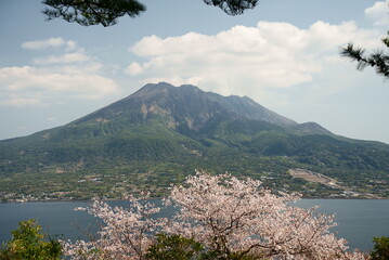 桜の咲く桜島の風景の枠