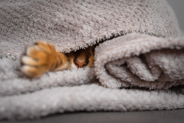 The nose and paw of a red cat sticking out from under the blanket.