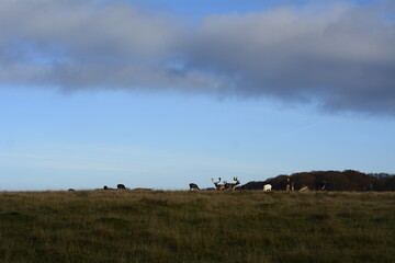 Herd of deers