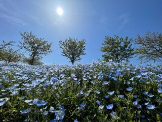 tree and sky
nemophila
baby blue eyes
park 
tree 
blue sky 
sunshine 
sun 
blue 
maishima 
tree 
舞洲
木
太陽
ネモフィラ
青空
青
公園