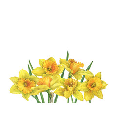 Banner with yellow narcissus flowers (daffodil, easter bell, jonquil, lenten lily, daffadowndilly). Floral botanical picture. Hand drawn watercolor painting illustration isolated on white background. - obrazy, fototapety, plakaty