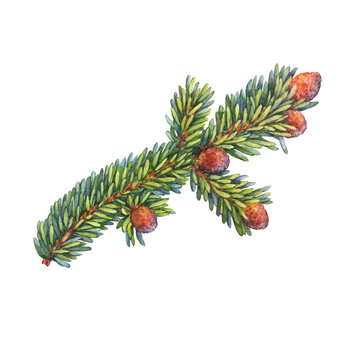 Green spruce branch. Fir, coniferous branches. Christmas tree. Christmas decoration, for greeting cards, invitations, paper. Watercolor hand drawn painting illustration isolated on white background.