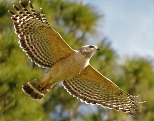 Red Shouldered hawk in glorious gravity defying flight 