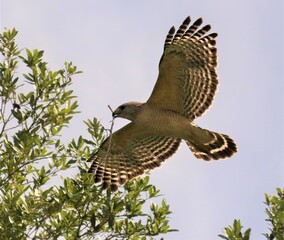 Red Shouldered Hawk Lovingly Carrying Nesting Sticks