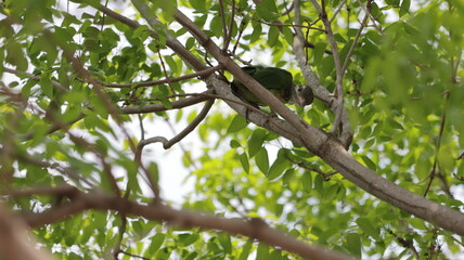 White-cheeked barbet perched on a tree	