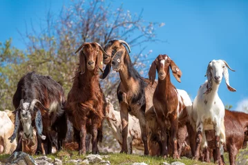 Gordijnen Brown and white Cyprus goats looking at the camera © kirill_makarov