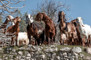 Long-eared Cyprus goats looking at the camera