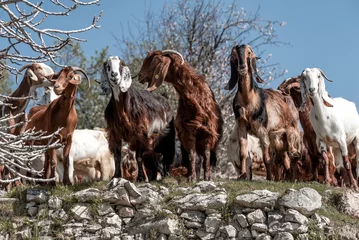 Schilderijen op glas Long-eared Cyprus goats looking at the camera © kirill_makarov