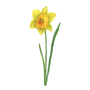 Close-up of narcissus yellow flower (daffodil, easter bell, jonquil, lenten lily, daffadowndilly). Floral botanical picture. Hand drawn watercolor painting illustration isolated on white background.