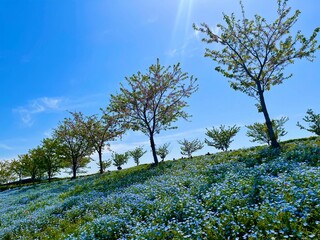blooming tree in spring
tree and sky
nemophila
baby blue eyes
park 
tree 
blue sky 
sunshine 
sun 
blue 
maishima 
tree 
舞洲
木
太陽
ネモフィラ
青空
青
公園
