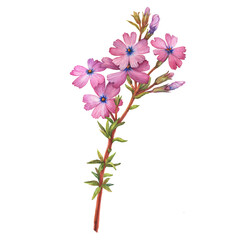 Close-up of pink phlox subulata flowers (creeping or mountain phlox, moss pink). Watercolor hand painting illustration on isolate white background.