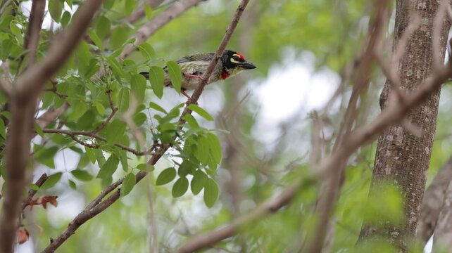 Coppersmith barbet perched on a tree branch
