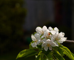 White apple blossom petals in spring