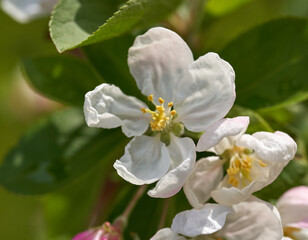 White apple blossom petals in spring
