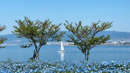 blue sky and trees
tree and sky
nemophila
baby blue eyes
park 
tree 
blue sky 
sunshine 
riverside 
yacht 
sun 
blue 
maishima 
tree 
舞洲
木
太陽
ネモフィラ
青空
青
公園
ヨット
川
港