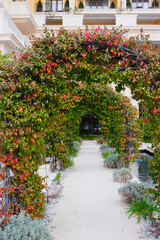 Obraz premium decorated path to the building with green and red plants arch hedge. botany concept