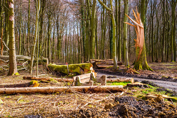 Buchen (Fagus ) Wälder, Absterben durch Trockenheit, sowie Windbruch durch Stürme