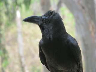 common raven, crow