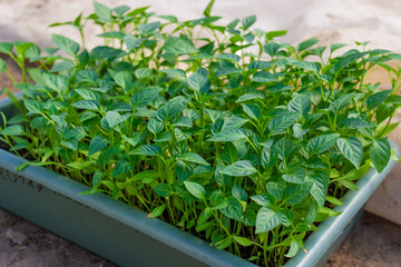 Growing seedlings of sweet pepper.