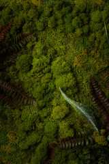 Green moss with grass background