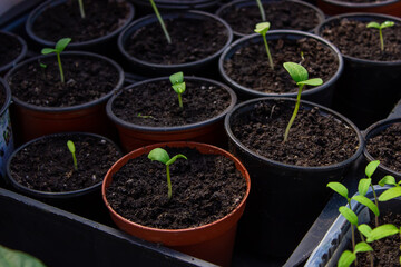 A young seedling of fresh cucumber stands in plastic pots. growing cucumbers in a greenhouse.