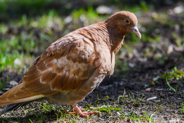 Selective focus photo.  Domestic pigeon bird. Columba livia domestica.