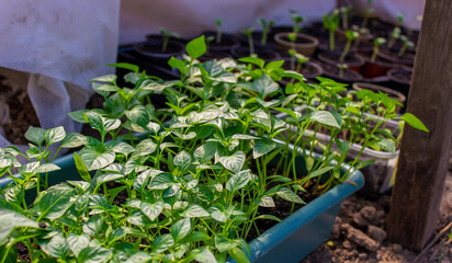 Growing seedlings of sweet pepper.
