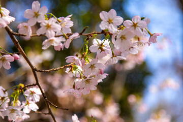 桜花