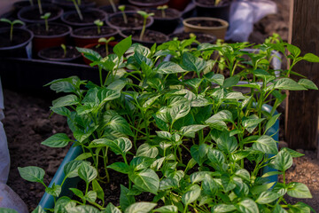 Growing seedlings of sweet pepper.