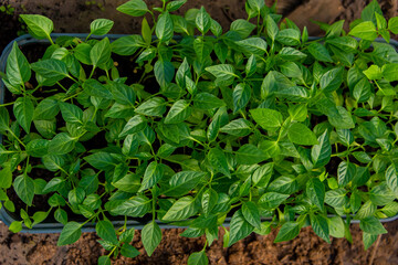 Growing seedlings of sweet pepper.