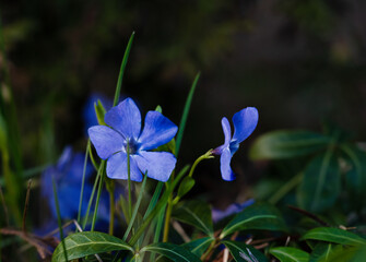 Blooming blue periwinkle. Soft focus. Spring colors of nature.