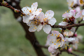 Obraz premium Blooming apricot tree covered with snow. Cool weather. Soft focus. Spring colors of nature.