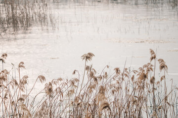Beautiful natural background of reed flowers - obrazy, fototapety, plakaty