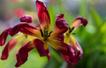 Dying out red tulip flower, closeup background