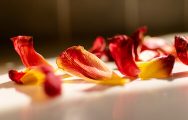 Dry red petals agaisnt light shading and shadow