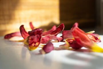 Dry red petals agaisnt light shading and shadow