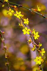 Yellow winter jasmine blooming in spring
